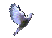 Dove